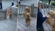 Dog in China Climbs Stairs on Two Hind Legs Just Like Humans (Watch Viral Video)