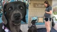 Puppy Gives a Hilariously Shocking Reaction on Learning About Owner's Pregnancy (Watch Video)