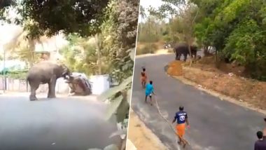 Elephant Creates Chaos During Temple Festival in Kerala's Palakkad; Topples Car, Injures Mahout (Watch Videos)
