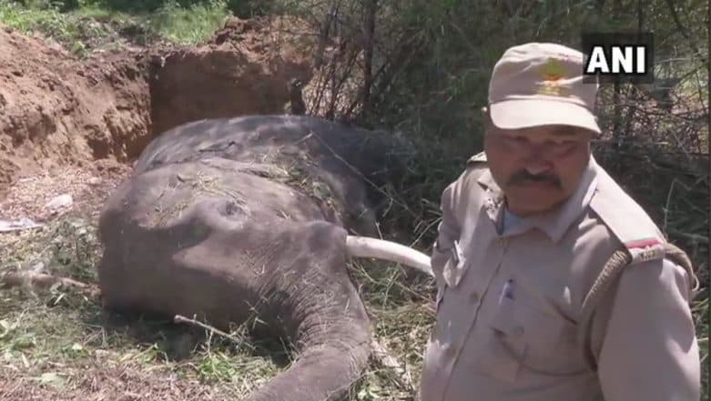 Uttarakhand: Two Elephants Killed After Being Hit by Nanda Devi Express Train in Haridwar Uttarakhand: Two Elephants Killed After Being Hit by Nanda Devi Express Train in Haridwar