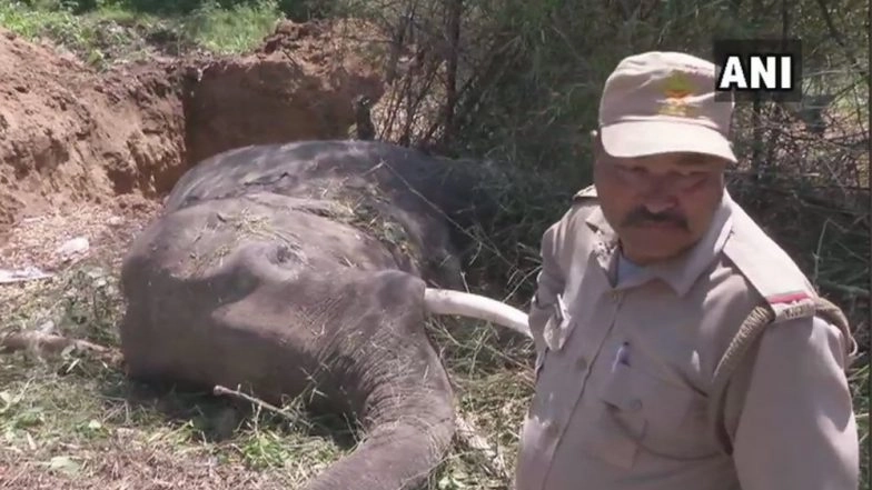 Uttarakhand: Two Elephants Killed After Being Hit by Nanda Devi Express Train in Haridwar