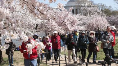 2019 National Cherry Blossom Festival Washington Dc Dresses In Delightful Yoshino Cherry Blooms See Pictures Latestly,How To Clean A Kitchen Faucet Spray Head