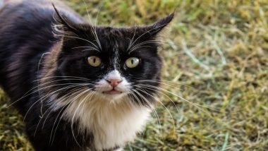 Australian Government Plans to Kill 2 Million Feral Cats With Poisoned Sausages For Ecological Benefit!