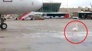 Flamingo Walks on Runway Slowing Down an Airplane at Spanish Island; Funny Video Goes Viral