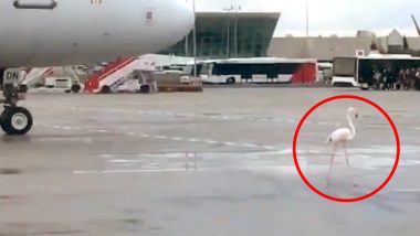 Flamingo Walks on Runway Slowing Down an Airplane at Spanish Island; Funny Video Goes Viral