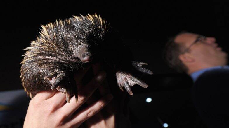 Echidna or AnteaterтАЩs Milk Contain Anti-Microbial Protein That Prevent Their Young Ones From Infections Echidna or AnteaterтАЩs Milk Contain Anti-Microbial Protein That Prevent Their Young Ones From Infections