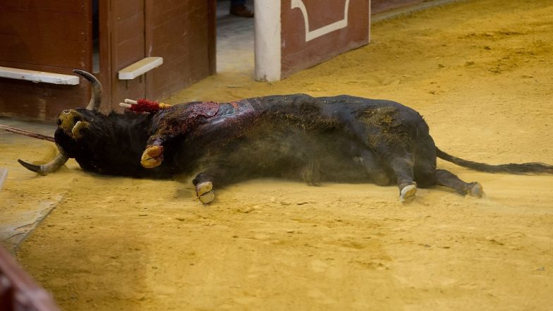 Jharkhand Lynching: Man Beaten to Death for Cutting Flesh of Dead Bull, 3 Injured