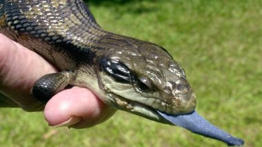 Japanese Woman Nabbed in Australia for Smuggling 2 Blue Tongue Lizards and 17 Shingleback Lizards