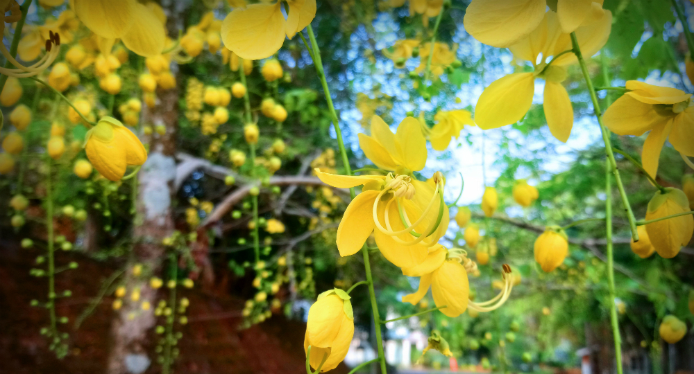 Vishu Ashamsakal Images Kerala New Year HD Wallpapers 