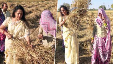 Lok Sabha Elections 2019: BJP MP Hema Malini 'Works in Wheat Farm' to Reach Out to Agrarian Voters in Uttar Pradesh's Mathura