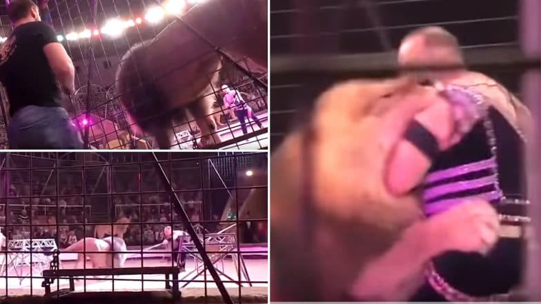 Lion Attacks Trainer at Circus in Ukraine Terrifying The Audiences, Scary Video Goes Viral Lion Attacks Trainer at Circus in Ukraine Terrifying The Audiences, Scary Video Goes Viral