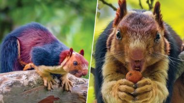 Colourful Squirrel! Photographer Captures Malabar Giant Squirrel in Their Natural Habitat in India (View Astonishing Pics and Video)