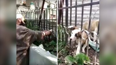 Puppy Rescued From Head Stuck in Metal Railing, Video From Kashmir Goes Viral