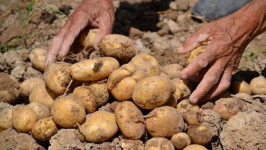 PepsiCo Is Suing Four Farmers In India For Growing Potatoes It Uses In Lays Chips