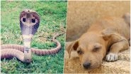 Pet Dog Saves Owner From Cobra Bite But Dies of Snake Poison in Tamil Nadu