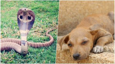 Pet Dog Saves Owner From Cobra Bite But Dies of Snake Poison in Tamil Nadu