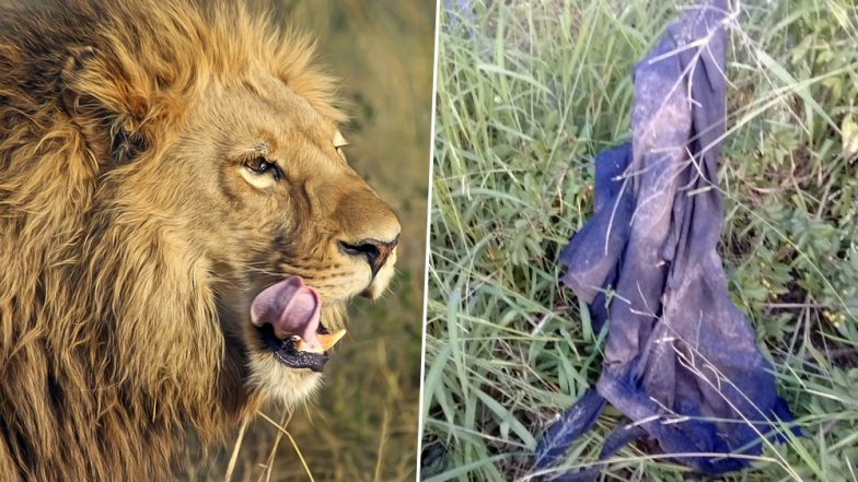 Skull, Torn Pants of South African Rhino Poacher Eaten by Lions Found ...