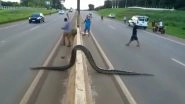 Anaconda Snake Crossing Road Brings Traffic to Halt in Brazil (Watch Viral Video)