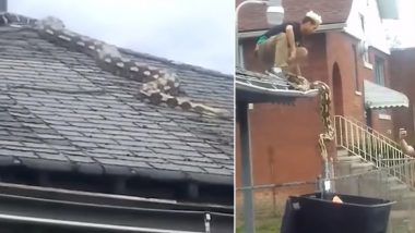 Pet Python Escapes Home and Crawls on Roof in Detroit, Scary Snake Rescue Video Goes Viral