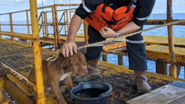 Dog Found Struggling to Swim  220 Kilometers in Gulf of Thailand, Oil Rig Crew Rescues The Distressed Animal