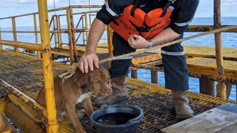 Dog Found Struggling to Swim 220 Kilometers in Gulf of Thailand, Oil Rig Crew Rescues The Distressed Animal Dog Found Struggling to Swim 220 Kilometers in Gulf of Thailand, Oil Rig Crew Rescues The Distressed Animal