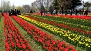 J&K&rsquo;s Tulip Garden, Asia&rsquo;s Largest Opens for Visitors; Marks the Beginning of the Tourist Season in Kashmir