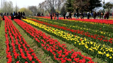 J&K’s Tulip Garden, Asia’s Largest Opens for Visitors; Marks the Beginning of the Tourist Season in Kashmir