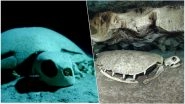 Turtle Graveyard in Indian Ocean! Spooky Skeletons of Sea Turtles Found in Underwater Caves in Malaysia (Watch Video)