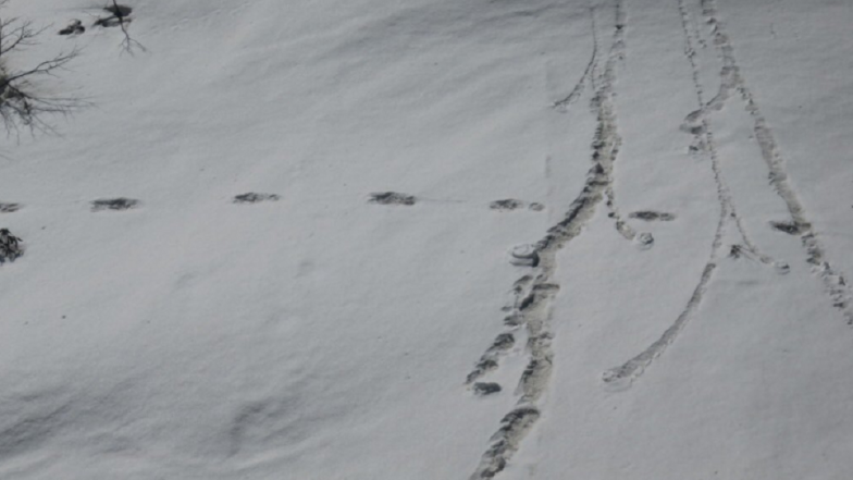 Indian Army's 'Yeti' Claims Refuted by Nepal Army, Says 'It Was Bear'