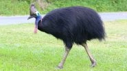 Cassowary Attack in Florida: World&rsquo;s Most Dangerous Bird Kills Its 75-Year-Old Owner in a Horrible Incident