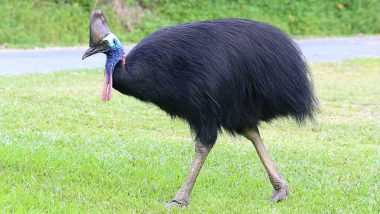 Cassowary Attack in Florida: World’s Most Dangerous Bird Kills Its 75-Year-Old Owner in a Horrible Incident