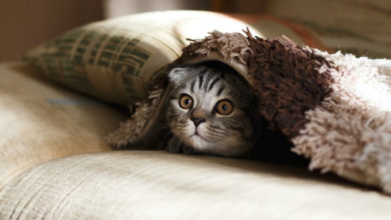Male Cat ‘Piglet’ Will Pee Like a Female After Having His Penis Removed