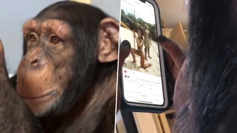 Chimpanzee Scrolling Through Instagram Feed Grabs Negative Reactions; Environmentalist Jane Goodall Disappointed (Watch Video)