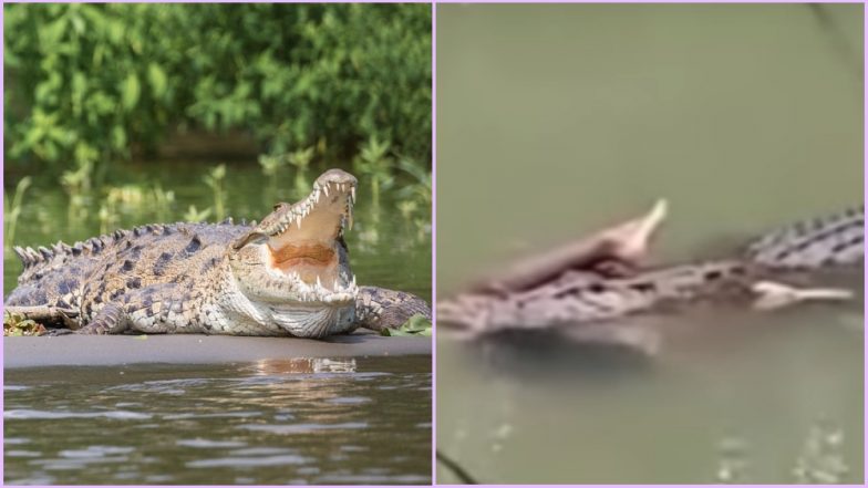Crocodile Appears in River With Missing Man in Jaws After Killing Him by Biting His Crotch; Watch Horrific Viral Video