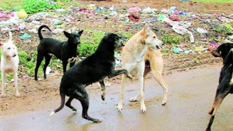 Odisha: Stray Dogs Feast on Abandoned Baby Near Government Hospital in Kendrapara District