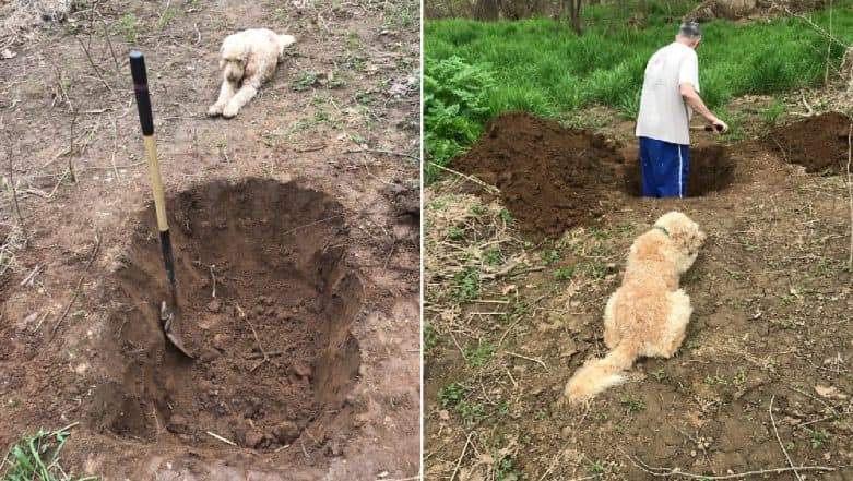 Heartbreaking Pictures of Man Digging a Grave for His Dog With the Pet Watching Go Viral; Here’s the Truth Behind the Image Heartbreaking Pictures of Man Digging a Grave for His Dog With the Pet Watching Go Viral; Here’s the Truth Behind the Image