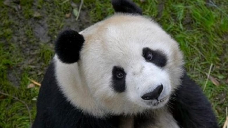 California’s San Diego Zoo Holds Farewell Party for Giant Pandas, Watch Video