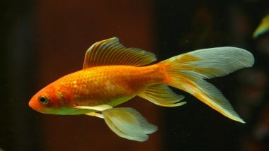 Britain's Oldest Goldfish George Dies at 44
