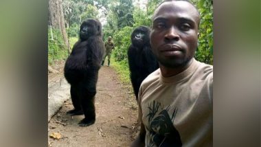 Gorilla Selfie Goes Viral After Endangered Apes from Virunga National Park, Congo Pose With Anti-Poaching Rangers