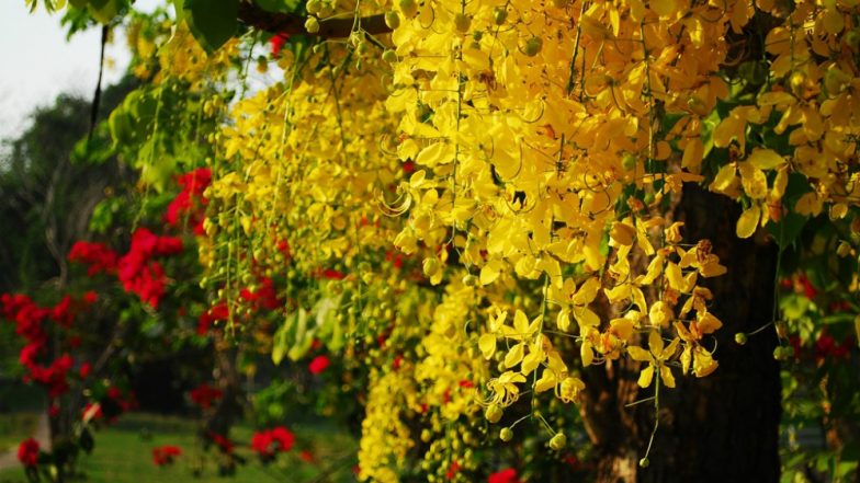 Vishu Ashamsakal 2019: Kani Konna Flowers or Cassia Fistula of the Kerala New Year Are in Full Bloom This Summer