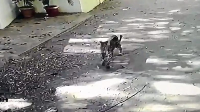 Leopard Spotted Walking Near Residential Complex in Mumbai's Andheri Area; Watch Video