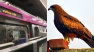 Bird Falls on Delhi Metro Tracks Due to Dehydration, Rescued