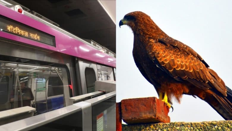 Bird Falls on Delhi Metro Tracks Due to Dehydration, Rescued Bird Falls on Delhi Metro Tracks Due to Dehydration, Rescued