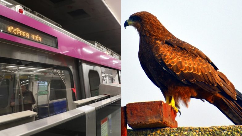 Bird Falls on Delhi Metro Tracks Due to Dehydration, Rescued