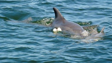 Grieving Mother Dolphin Carrying Dead Calf in Western Australia Goes Viral (See Heartbreaking Pics)