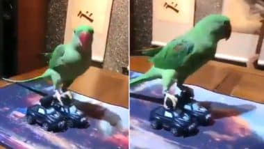 Ajay Devgn and Riteish Deshmukh are At it Again, This Time Their Funny Twitter Banter Involves a Parrot