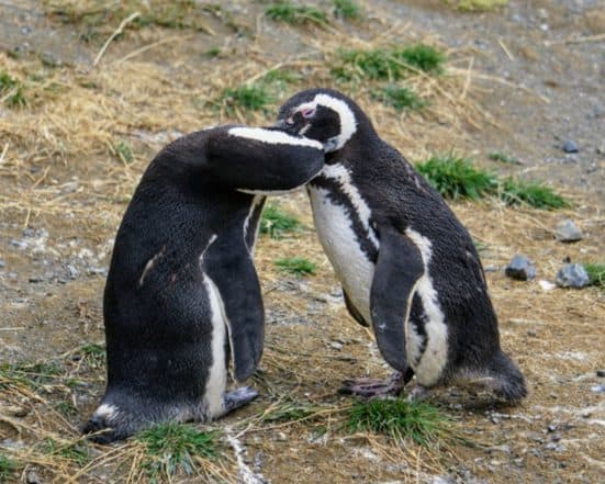 Munich Zoo Joins Pride Week, Introduces Same-Sex Penguins, Giraffes and Lions to Public Munich Zoo Joins Pride Week, Introduces Same-Sex Penguins, Giraffes and Lions to Public