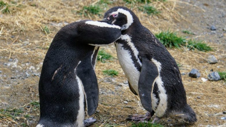 Munich Zoo Joins Pride Week, Introduces Same-Sex Penguins, Giraffes and Lions to Public