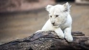 Rare White Lion Born in China's Nantong Forest, Pics of Simba's First Day at Zoo Goes Viral