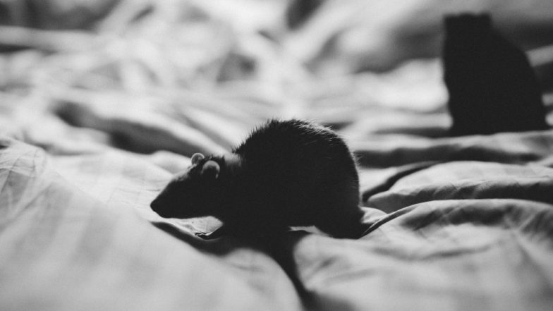 COVID-19 Update: US Researcher Develop Drug That Blocks Multiple SARS-CoV-2 Variants in Mice